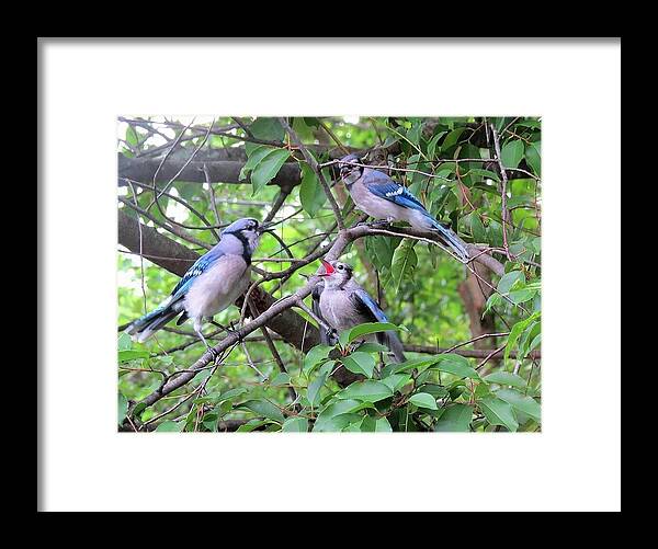 Blue Jays Framed Print featuring the photograph I Fed Him Last Time by Linda Stern
