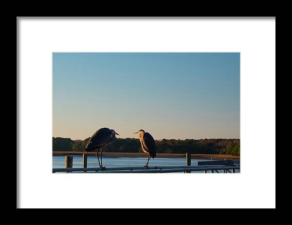 Birds Framed Print featuring the photograph I Think He Tweets Too Much by Dennis Schmidt