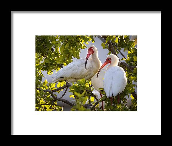 Ibis Framed Print featuring the photograph Ibis Couple by Michael Zheng