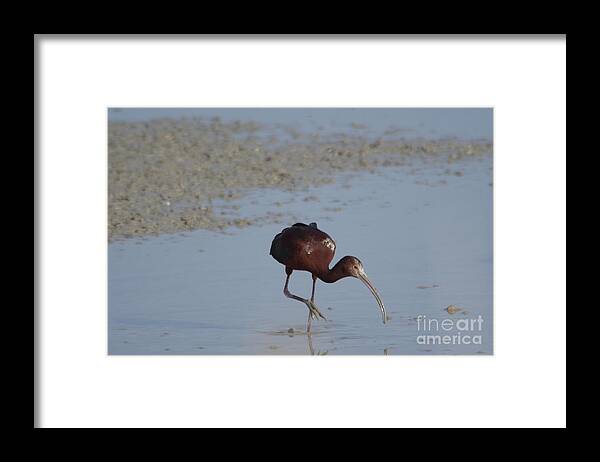 Ibis Framed Print featuring the photograph Ibis feeding in shallows by Jeff Swan