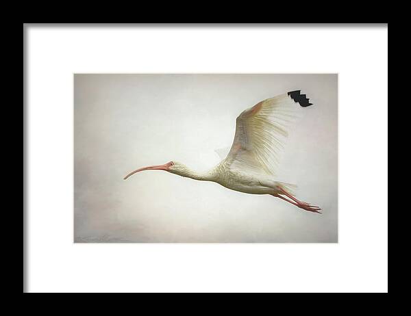 Ibis Framed Print featuring the photograph Ibis in flight by Stacey Sather