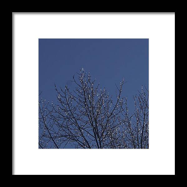 Nature Framed Print featuring the photograph Ice Tree by Robert E Alter Reflections of Infinity