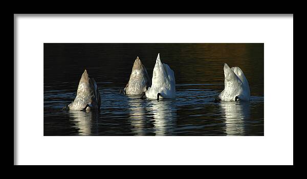 Swans Framed Print featuring the photograph Icebergs ? by Jimmy Hoffman