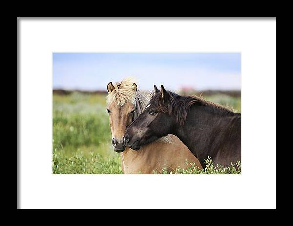 Animal Themes Framed Print featuring the photograph Icelandic Horse by Gigja Einarsdottir