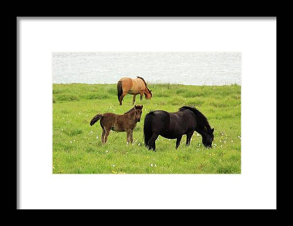 Horse Framed Print featuring the photograph Icelandic Horses by Andrea Schaffer