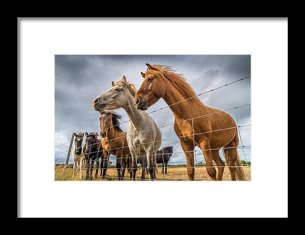 Icelandic Framed Print featuring the photograph Icelandic Horses by Ed Esposito