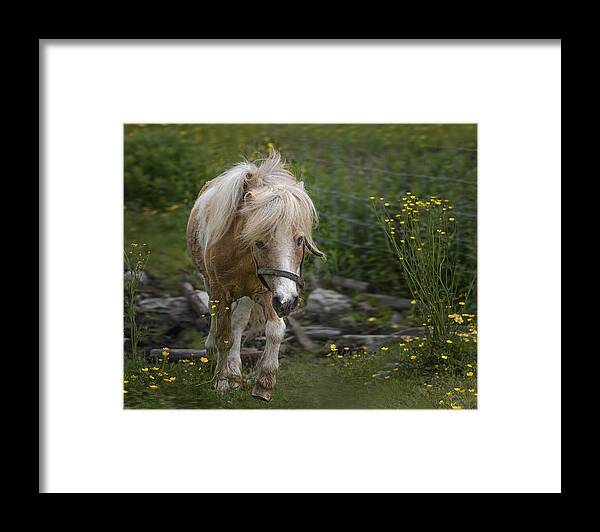 Horse Framed Print featuring the photograph Icelandic Short Horse by Molly Fu