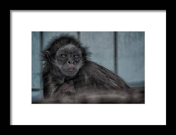 Animal Framed Print featuring the photograph If You're Feeling Sinister by Rabiri Us