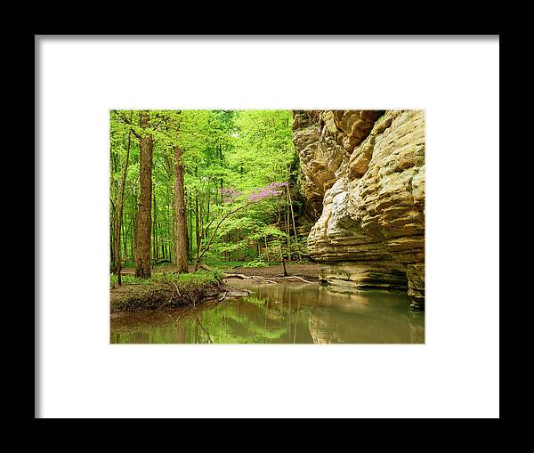 Brook Framed Print featuring the photograph Illinois Canyon Redbud in Bloom by Todd Bannor