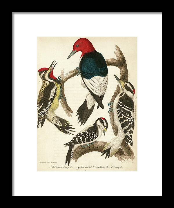 Birds Framed Print featuring the mixed media 1. Red-headed Woodpecker. 2. Yellow-bellied Woodpecker. 3. Hairy Woodpecker. 4. Downy Woodpecker. by Alexander Wilson
