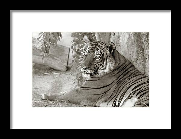 Tigers Framed Print featuring the photograph Im Relaxing by Elaine Malott