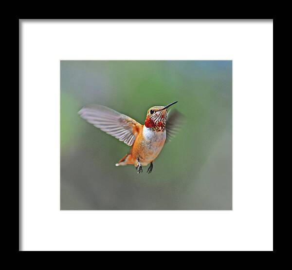 Animal Themes Framed Print featuring the photograph Immature Male Rufous Hummingbird by Eastman Photography Views Of The Southwest