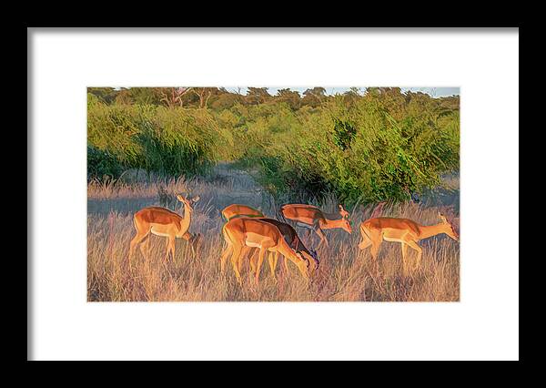 Impala Framed Print featuring the photograph Impalas of Botswana, Painterly by Marcy Wielfaert