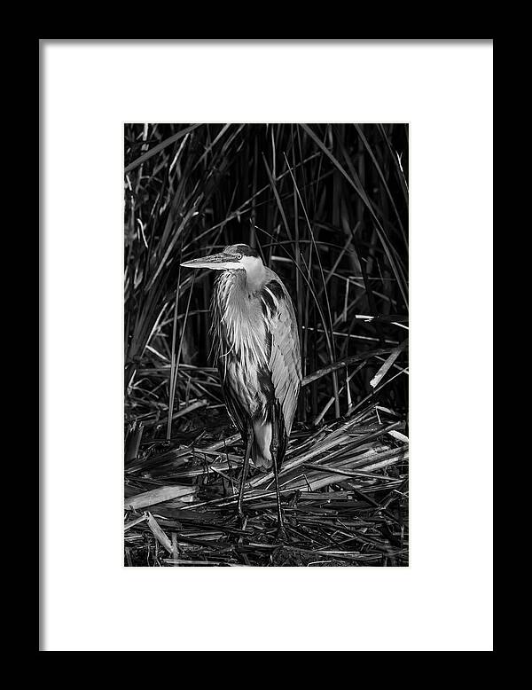 Birds Framed Print featuring the photograph In A Daze by Ray Silva
