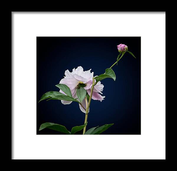 Still Life Framed Print featuring the photograph In Nature's Way by Maggie Terlecki
