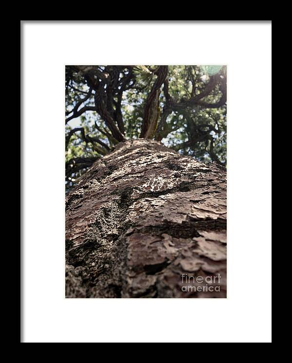 Woodgrain Framed Print featuring the photograph In the Land of Giants by Leslie M Browning