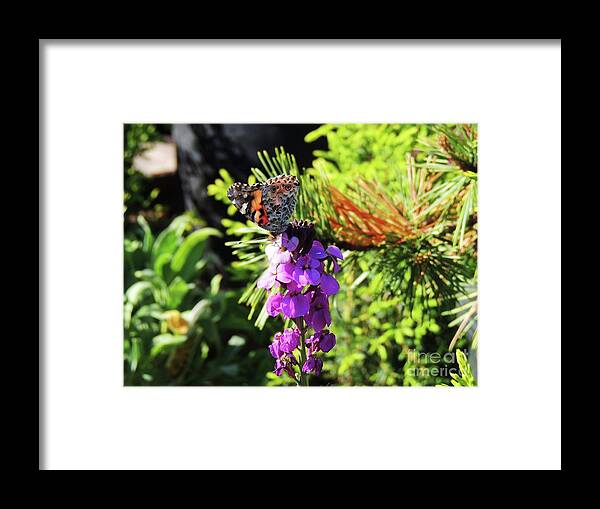 Butterfly Framed Print featuring the photograph In The Moment by Julie Rauscher
