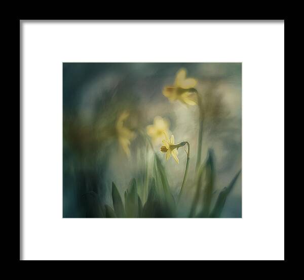 Daffodils Framed Print featuring the photograph In The Morning by Nel Talen