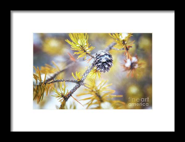 Pine Tree Framed Print featuring the photograph In the Pines by Becqi Sherman