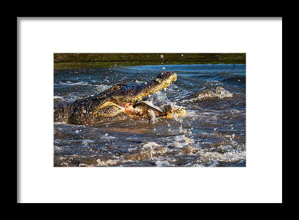 Aligator Framed Print featuring the photograph In Trouble by Ed Esposito