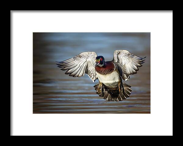 Wood Framed Print featuring the photograph Incoming Wood Duck by Verdon