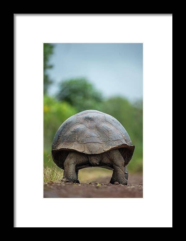 Animals Framed Print featuring the photograph Indefatigable Island Tortoise Backside by Tui De Roy