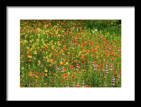 Texas Wildflowers Framed Print featuring the photograph Indian Blanket Spring by Johnny Boyd