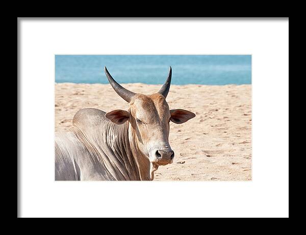 Water's Edge Framed Print featuring the photograph Indian Cow by Brettcharlton