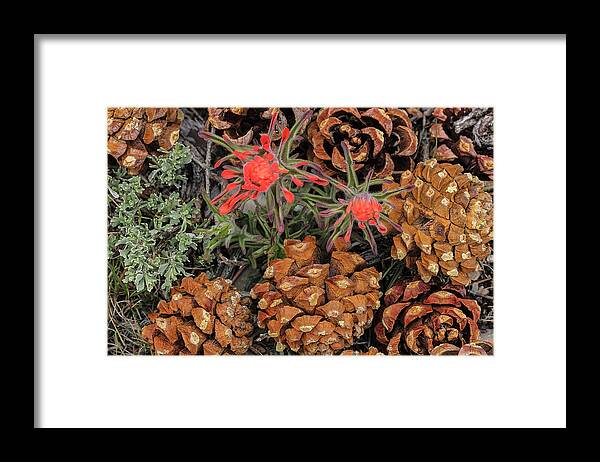 Chuck Haney Framed Print featuring the photograph Indian Paintbrush And Pine Cones by Chuck Haney