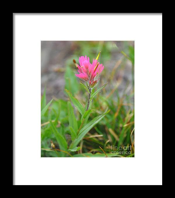 Flowers Framed Print featuring the photograph Indian Paintbrush by Steve Brown