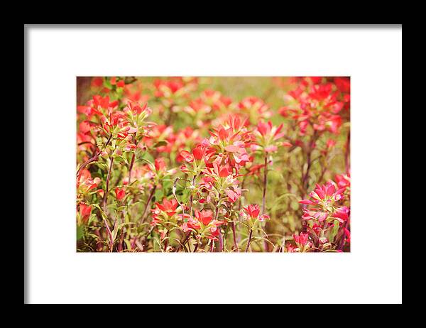 Wild Framed Print featuring the photograph Indian Paintbrush Wild Flowers by Gaby Ethington