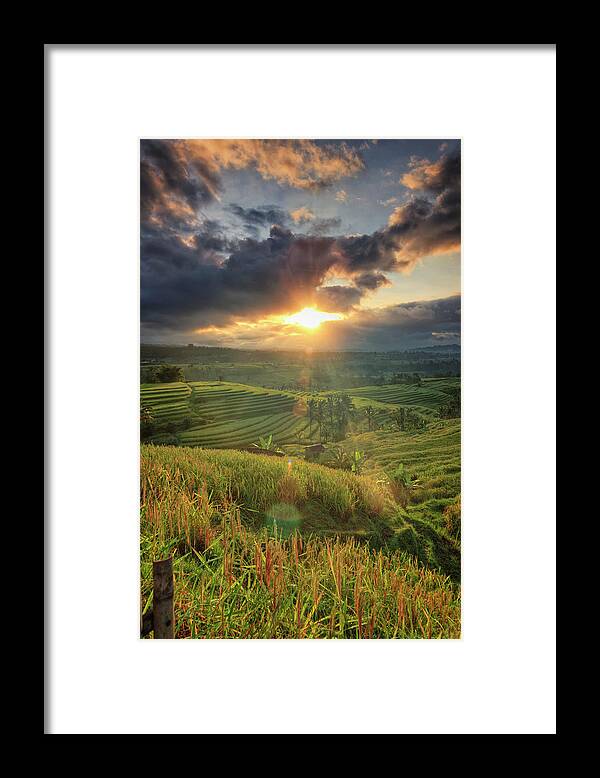 Tranquility Framed Print featuring the photograph Indonesia, Bali, Jatiluwih Rice Terraces by Michele Falzone