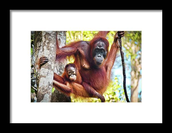 Hanging Framed Print featuring the photograph Indonesian Orangutan Family by Volanthevist