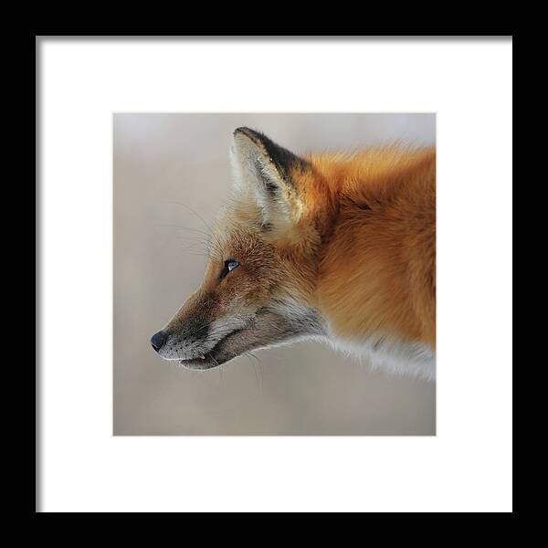Red Fox Framed Print featuring the photograph Intense Stare by Doris Potter