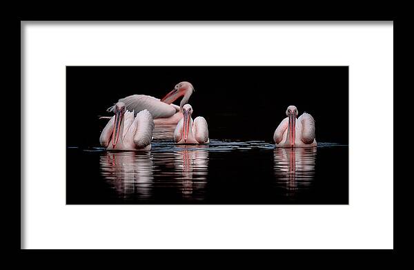 Pelican Framed Print featuring the photograph Interaction by Patrick Hunaerts