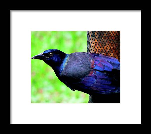 Grackle Framed Print featuring the photograph Iridescent Grackle by Linda Stern