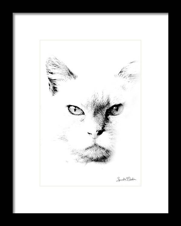 Cat Art Framed Print featuring the photograph Iris by Sandra Dalton