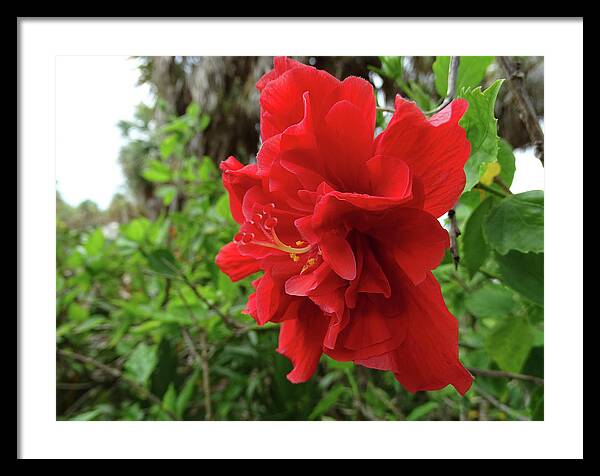 Hibiscus Framed Print featuring the photograph Island Hibiscus by Dan Podsobinski