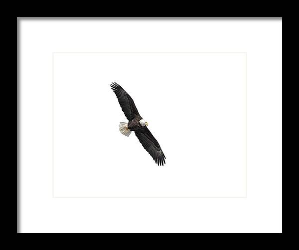 Bald Eagle Framed Print featuring the photograph Isolated Bald Eagle 2019-1 by Thomas Young