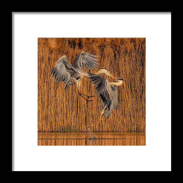 Heron Framed Print featuring the photograph It Is A Fight by Jun Zuo