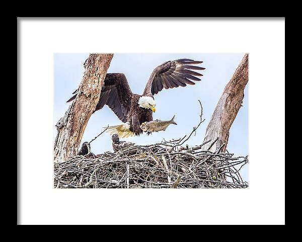 Eagle Framed Print featuring the photograph It Is Lunch Time by David Hua