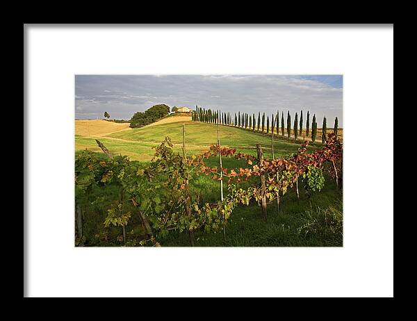 Scenics Framed Print featuring the photograph Italy, Tuscany, Wine Estate by Westend61