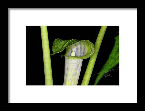 Macro Photography Framed Print featuring the photograph Jack In The Pulpit by Meta Gatschenberger