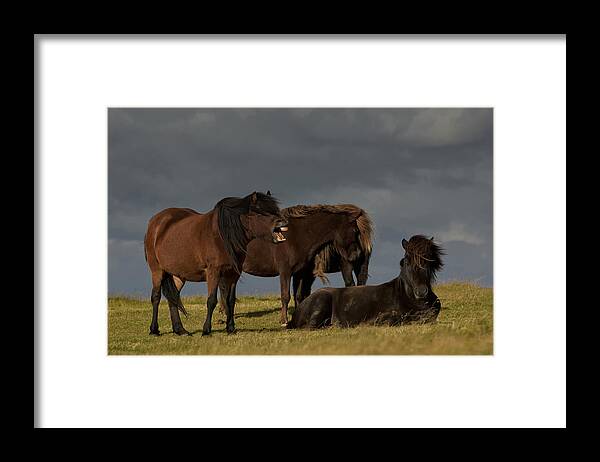 Animal Framed Print featuring the photograph Jagger ? by orsteinn H. Ingibergsson