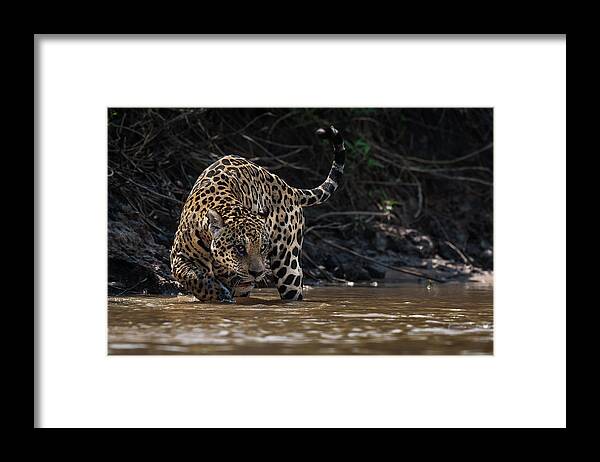 Jaguar Framed Print featuring the photograph Jaguar King Of Pantanal2 by Giorgio Disaro