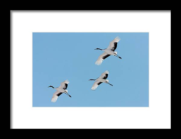 Hokkaido Framed Print featuring the photograph Japanese Cranes, Hokkaido, Japan by Mint Images/ Art Wolfe