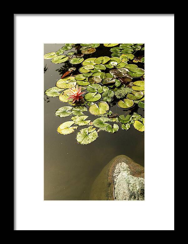 Landscapes Framed Print featuring the photograph Japanese Garden-3 by Claude Dalley
