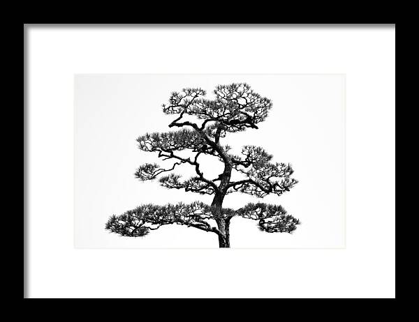 Tree Framed Print featuring the photograph Japanese Pine by Andrea Nero