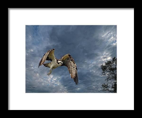 Ospreys Framed Print featuring the photograph Jekyll Osprey In-Flight by DB Hayes