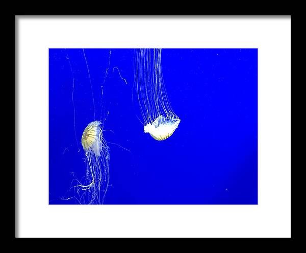 Jelly Framed Print featuring the photograph Jelly Fish Dance by Bnte Creations